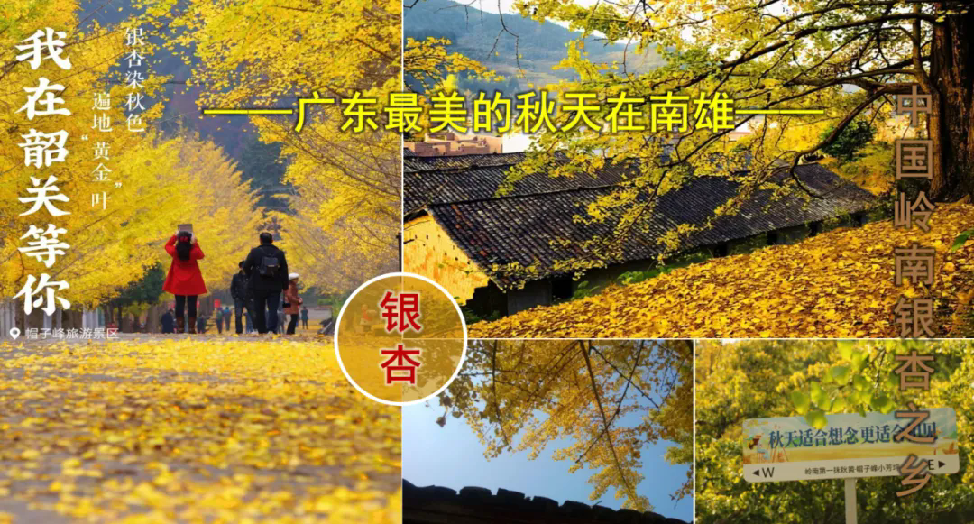 天合联创丨南雄 “银杏染秋”
